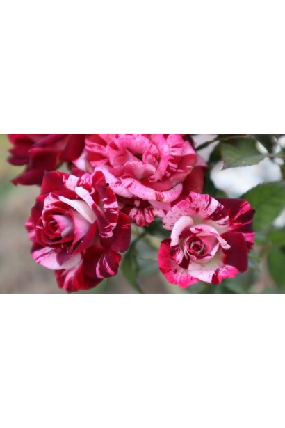 Яскрава біло-червона троянда Flash Night